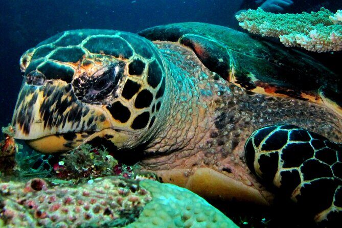 2 PADI Certified Dives at Tulamben from Bali - Tulamben’s two-stop format: why it works
