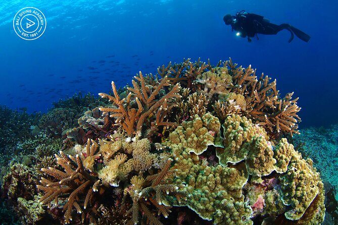 3 Epic Dives in Nusa Penida - Certified Divers' Day Trip - What’s Included in the $190 Price (and What Costs Extra)