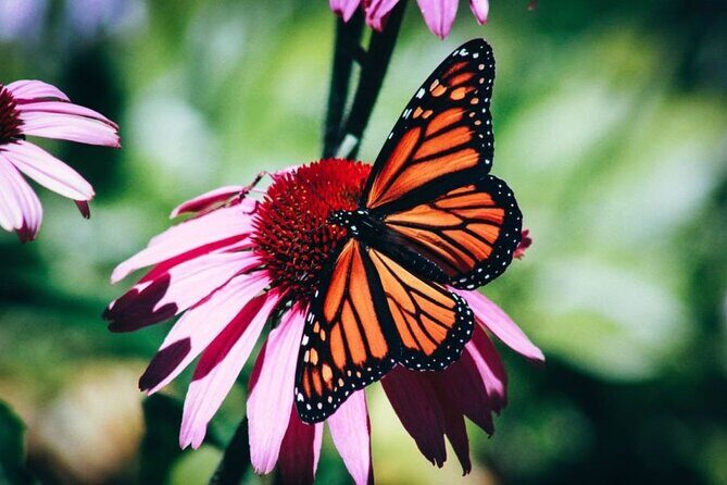4-Hour Private Tour in Jatiluwih Terraces and Butterfly Park - Key points worth knowing before you go