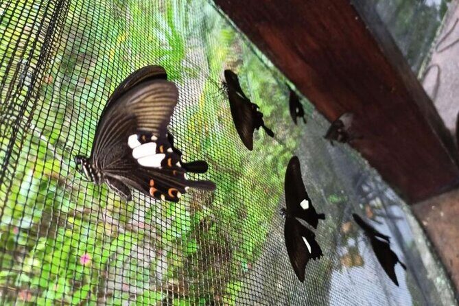 4-Hour Private Tour in Jatiluwih Terraces and Butterfly Park - A 4-hour private tour from Kuta that actually makes sense