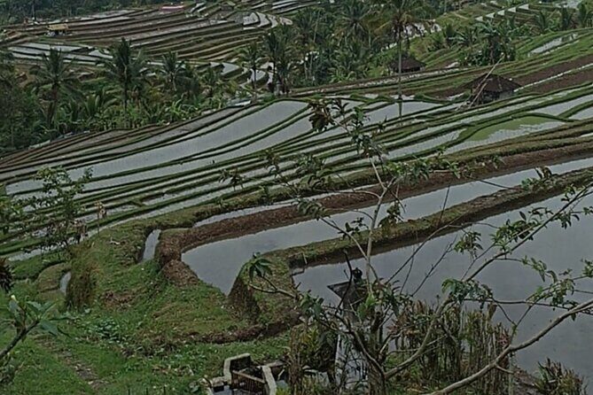 4-Hour Private Tour in Jatiluwih Terraces and Butterfly Park - Penatahan hot spring: a reset that breaks up the day