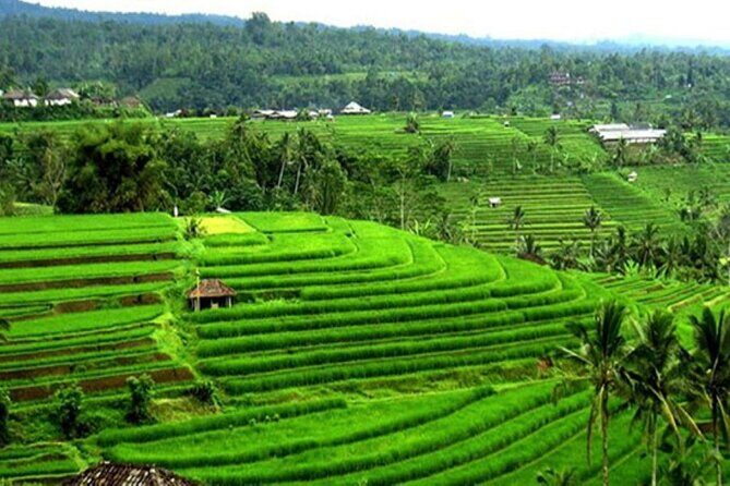 4-Hour Private Tour in Jatiluwih Terraces and Butterfly Park - Who should book this tour (and who might want something else)