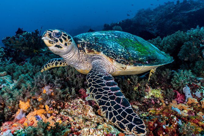 5 Fun Dives in Pemuteran (for certified divers) - Exploration in Menjangan Park - Menjangan Park: why experienced scuba time pays off here