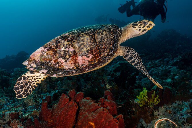 5 Fun Dives in Pemuteran (for certified divers) - Exploration in Menjangan Park - Underwater stops you’ll likely hit: Eels Garden, POS 2, Mandarin, caves