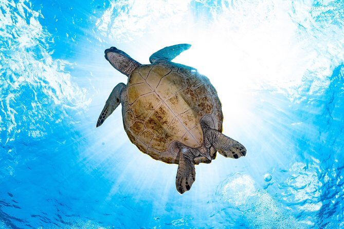 5 Fun Dives in Pemuteran (for certified divers) - Exploration in Menjangan Park - What’s included (and what you’ll pay separately)