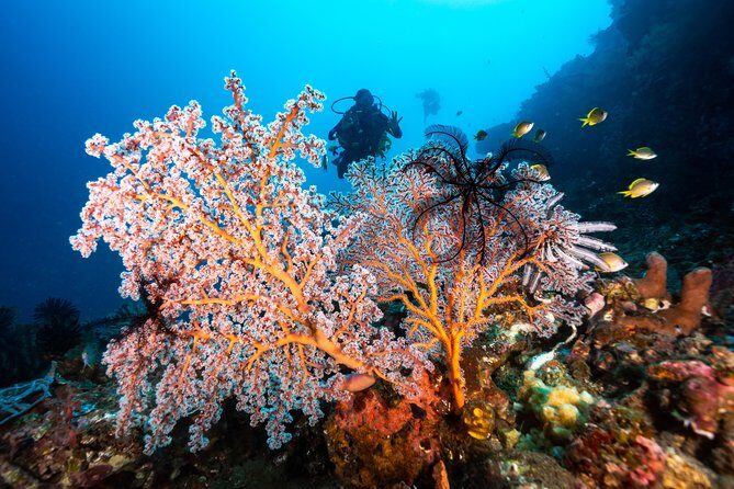 5 Fun Dives in Pemuteran (for certified divers) - Exploration in Menjangan Park - The instructor factor: what to watch for in the water