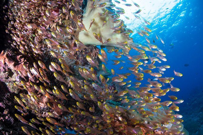5 Fun Dives in Pemuteran (for certified divers) - Exploration in Menjangan Park - Group size and comfort: the small-boat advantage