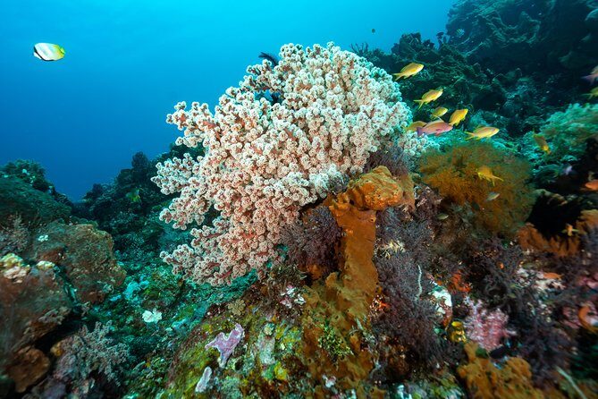 5 Fun Dives in Pemuteran (for certified divers) - Exploration in Menjangan Park - A quick reality check: what to ask before you commit