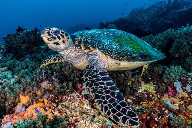 7 Fun Dives in Pemuteran (for certified divers) - Exploration in Menjangan Park - The Pemuteran-to-Menjangan schedule (and why mornings matter)