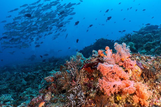 7 Fun Dives in Pemuteran (for certified divers) - Exploration in Menjangan Park - What Pemuteran setup gets right: gear, facilities, and real comfort