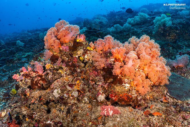 7 Fun Dives in Pemuteran (for certified divers) - Exploration in Menjangan Park - Logistics reality: boat rides, island breaks, and the “not postcard-perfect” stuff