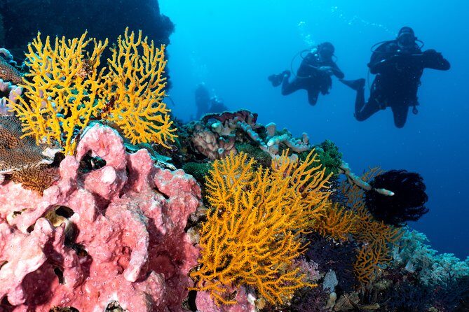 7 Fun Dives in Pemuteran (for certified divers) - Exploration in Menjangan Park - Who should book this Menjangan Park package (and who should skip it)