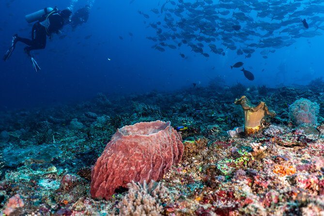 7 Fun Dives in Pemuteran (for certified divers) - Exploration in Menjangan Park - Should you book this 3-day, 7-site scuba package?