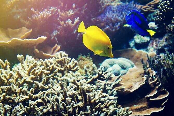 (ALL- IN) Bali Snorkeling Blue Lagoon with Waterfall Visit - How the Kuta-to-Padang Bai morning sets the tone