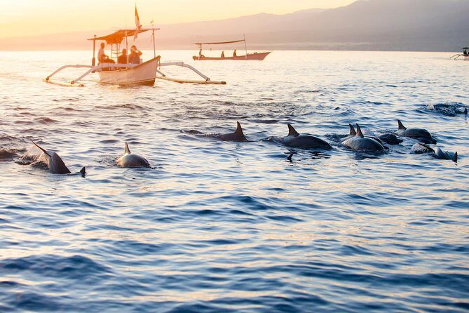 Amazing Private Tours: Dolphins Lovina and Gitgit Waterfall include Lunch - Why the 2:30 am start matters for Lovina dolphins