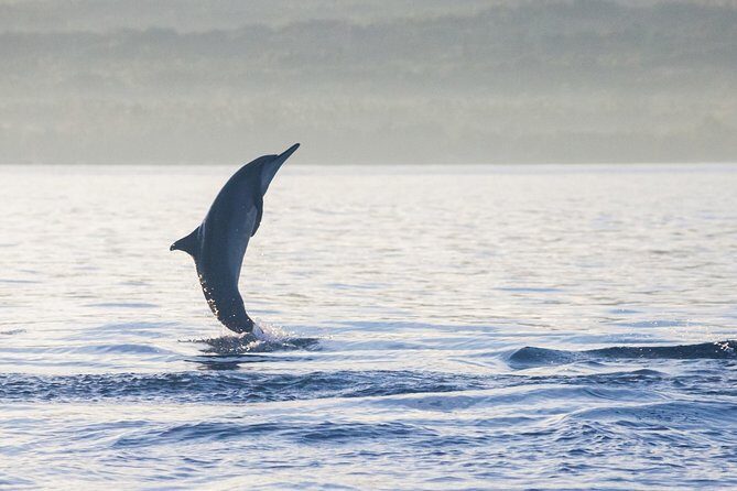 Amazing Private Tours: Dolphins Lovina and Gitgit Waterfall include Lunch - Private pickup and driver service across north Bali