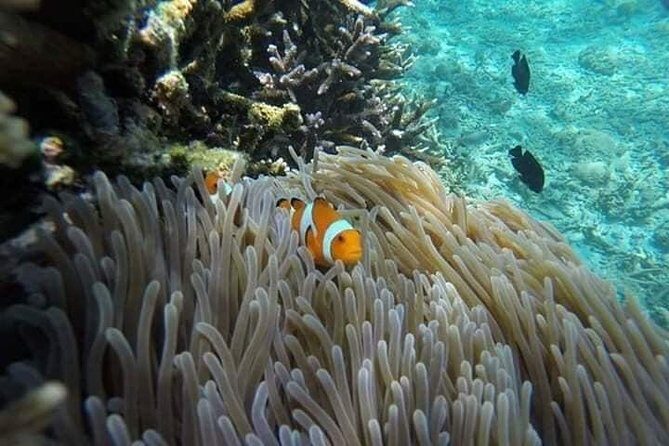 Bali Best Snorkeling at Blue Lagoon - Blue Lagoon and Tanjung Jepun: the reef route that makes sense