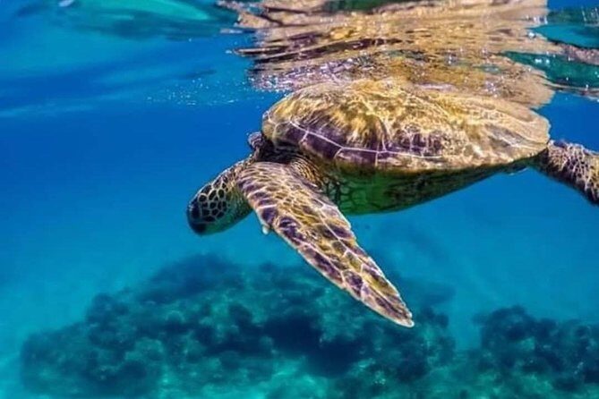 Bali Best Snorkeling at Blue Lagoon - Snorkeling instruction that actually helps (not just safety theater)