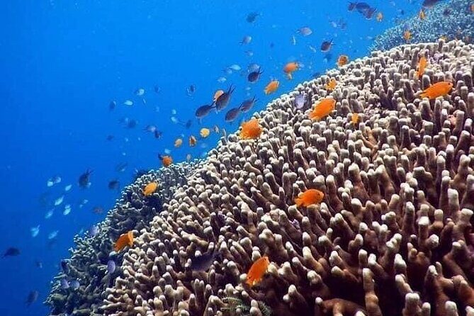 Bali Best Snorkeling at Blue Lagoon - Wildlife: what you might see in the water