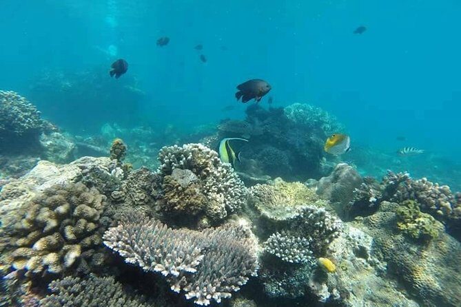 Bali Best Snorkeling at Blue Lagoon - Included price value: why $29.99 can be a smart buy