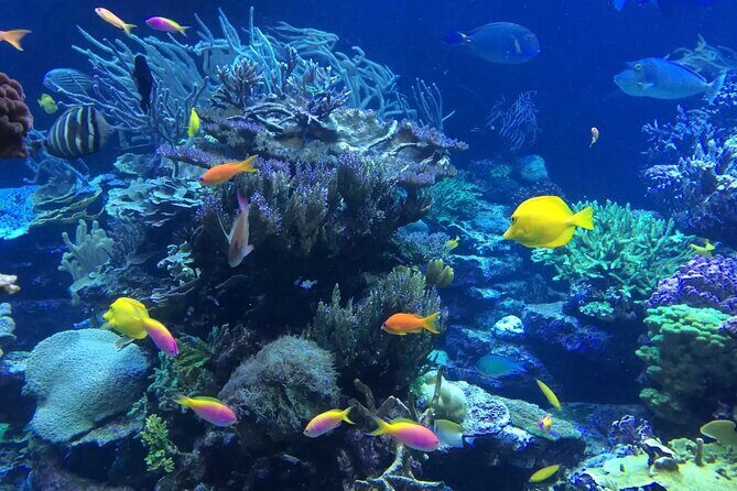 Bali Blue Lagoon Snorkeling with Private Transfer and Lunch - Padangbai to Blue Lagoon: how the route shapes your 3-hour schedule