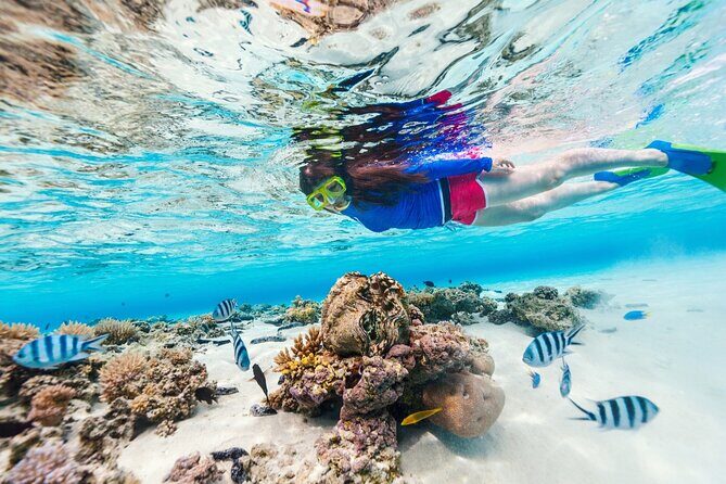 Bali Blue Lagoon Snorkeling with Private Transfer and Lunch - What happens during the snorkel time: seeing the reef without the pressure
