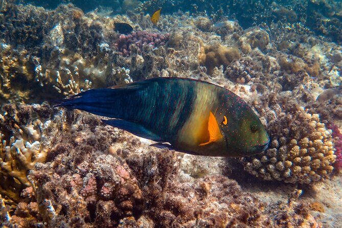 Bali Blue Lagoon Snorkeling with Private Transfer and Lunch - Who should book this Bali Blue Lagoon snorkeling day?