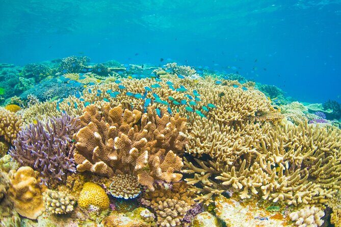 Bali Blue Lagoon Snorkeling with Private Transfer and Lunch - Tips for getting the most out of a short snorkeling window