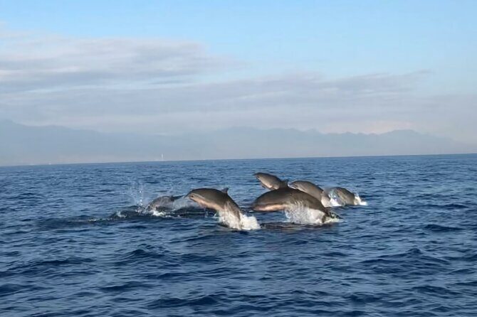 Bali Dolphin Lovina tour and Ulundanu Beratan - Sunrise Pickup at 3:30 AM: How the Day Flows