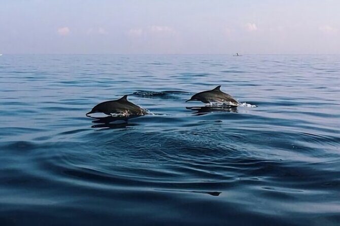 Bali Dolphin Lovina tour and Ulundanu Beratan - Timing Without the Hangover: When You Leave the Sea