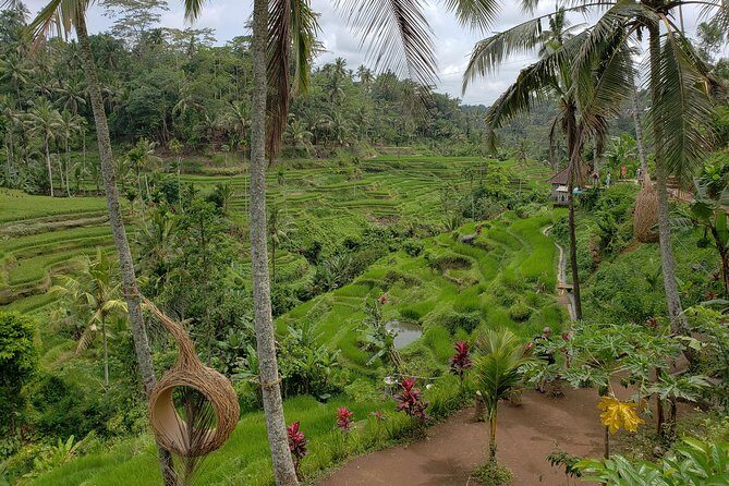 Bali Full Day Holy Water Tour - Price and Value: What $59 Gets You in a Full-Day Plan