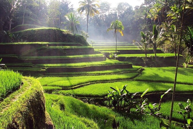 Bali Full-Day Tours : Waterfall and Ubud Destination Trip - Tegalalang Rice Terrace: Views, Photo Spots, and a Calm Walk
