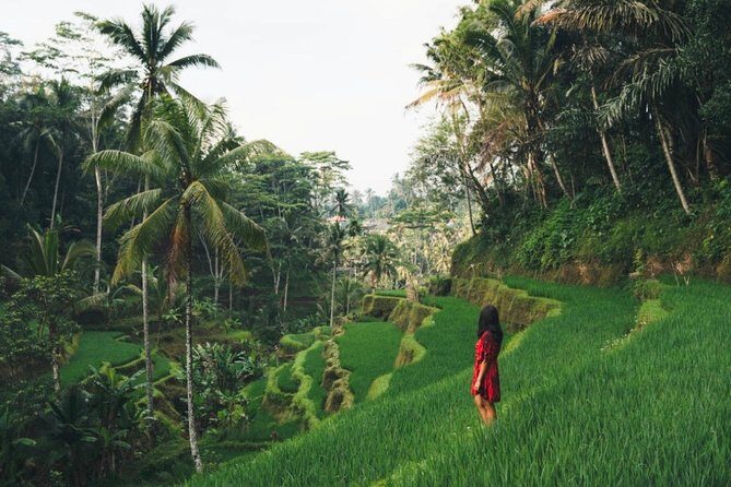 Bali Highlights : Nature, Waterfall, Rice Terraces and Volcano - Key things to know before you go