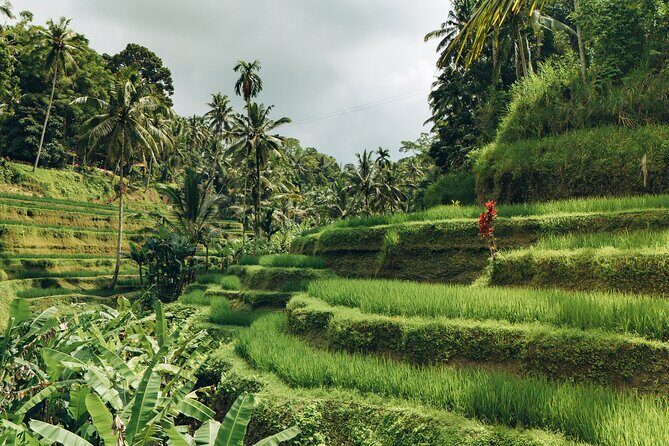 Bali Private Car Full Day Customized Tour With Drone Service - Swing views, Kintamani volcano country, and Penglipuran’s orderly village