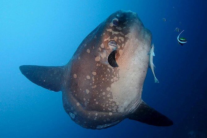 Bali Scuba Diving at Nusa Penida Manta Point For Certified Diver - Price and value: What you’re paying for (and what you get)