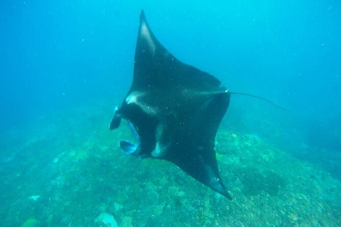 Bali Scuba Diving at Nusa Penida Manta Point For Certified Diver - Getting there early: Pickup from Kuta, Sanur, Legian, Seminyak, and Nusa Dua
