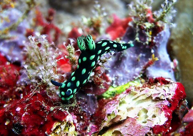 Bali Scuba Diving at Padang Bai for Certified Diver - Getting there from Kuta, Legian, Seminyak, Nusa Dua, and Sanur