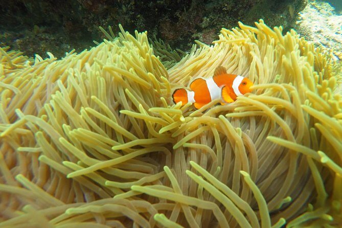 Bali Scuba Diving at Padang Bai for Certified Diver - Lunch at 1:00 PM: beachside food that actually helps