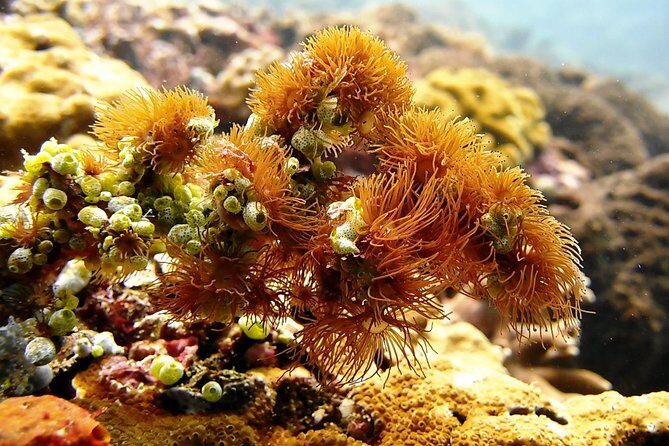 Bali Scuba Diving at Padang Bai for Certified Diver - Returning to Bali: a full-day rhythm you should plan for