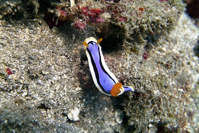 Bali Scuba Diving at Padang Bai for Certified Diver - Price and value: why $98.34 can make sense here