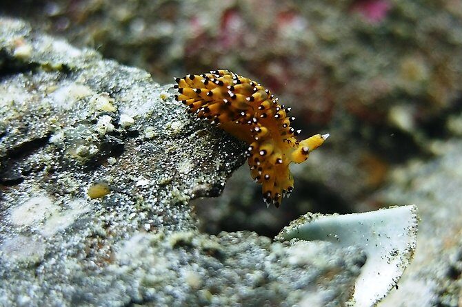 Bali Scuba Diving trip at Tulamben for Certified Diver - Guides and safety feel: where the experience quality shows up