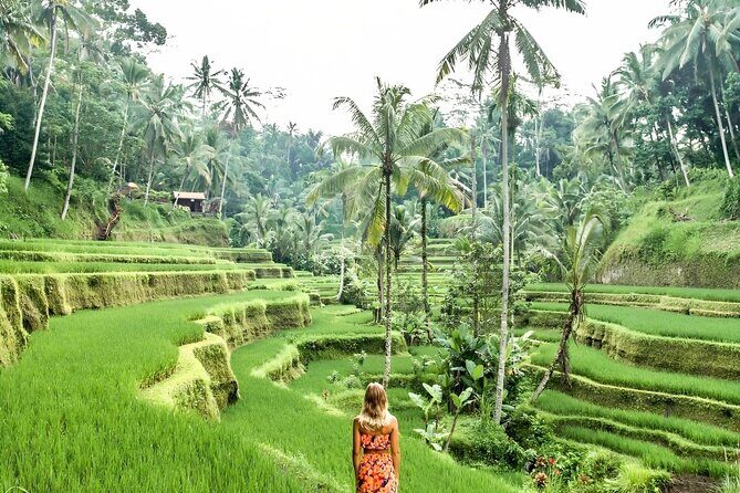 Bali Shore Excursions : Best of Bali Tour - Ubud highlights that feel hard to reach by bus