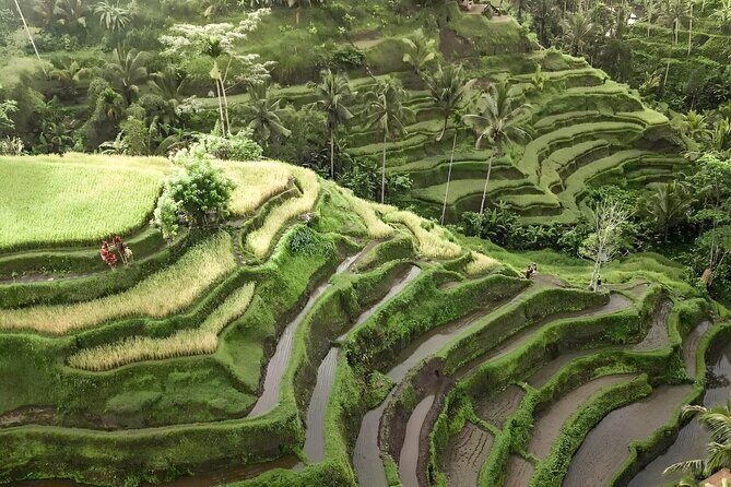 Bali Shore Excursions : Best of Bali Tour - Entrance fees upgrade: paying once for less hassle