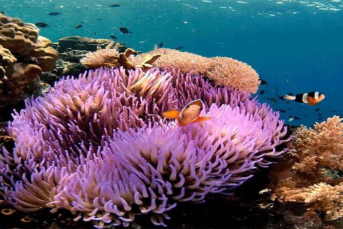 Bali Snorkeling Blue Lagoon and Tanjung Jepun All Included - Quick hits before you go