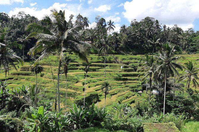 Best Bali Ubud Full Day All-Inclusive Private Tour - The Logistics That Matter in Bali Traffic