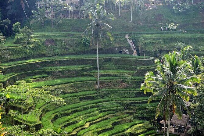 Best Of Ubud Private Day Tour With Local Guide - Pickup from Kuta and the real-world timing on Bali roads