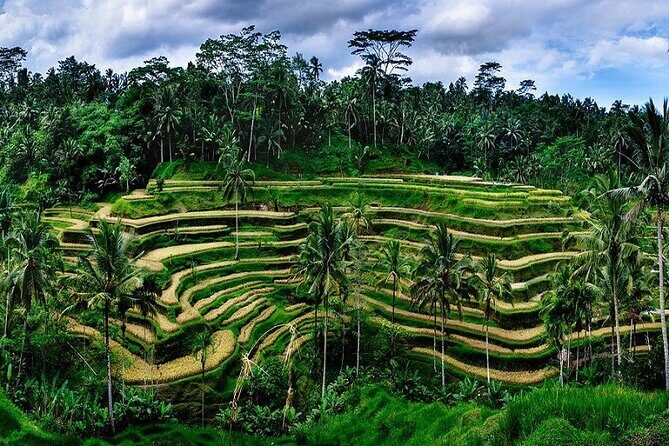 Best Of Ubud Private Day Tour With Local Guide - Stop 2: Tegalalang Rice Terraces for views you can actually walk