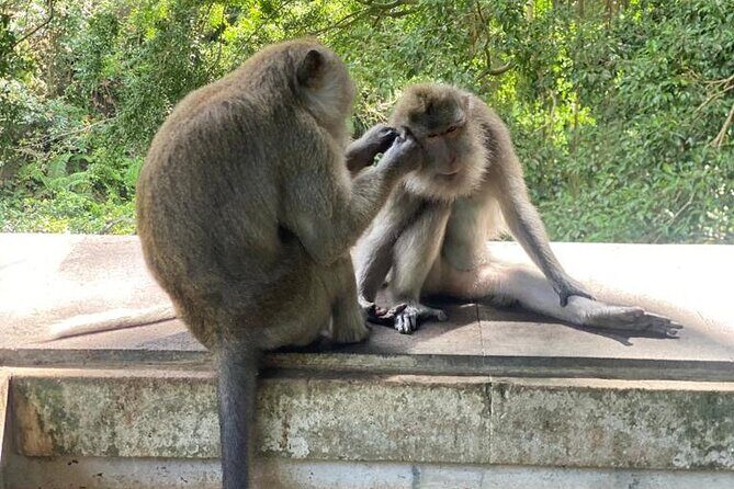 Best Of Ubud Private Day Tour With Local Guide - Stop 3: Sacred Monkey Forest Sanctuary and its plant-rich side