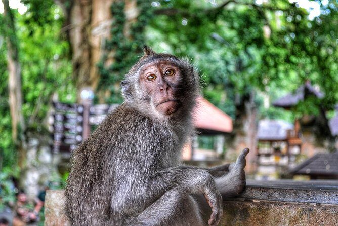 Cretya Ubud and Monkey Forest Sanctuary Tours - Price and Value: Why $71.03 Can Add Up (or Not)