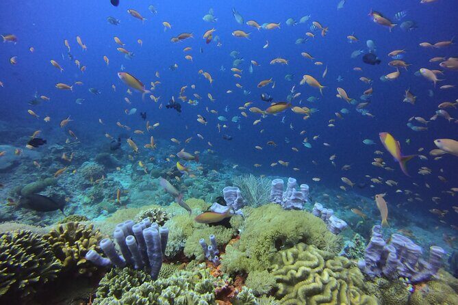 Day Trip Discover Scuba dive in Nusa Penida 2 dives (From Sanur - South Bali) - Sanur-to-Nusa Penida: why this day trip works for beginners